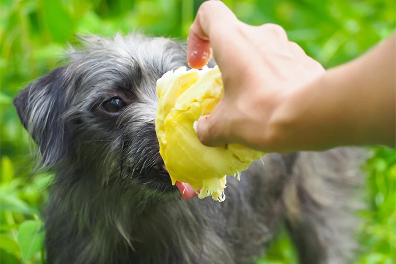 Can dogs eat durian? Pet Master Singapore